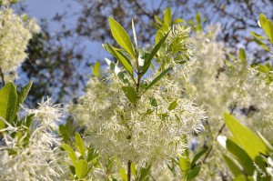 pygmy fringe tree 