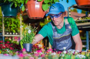 Professional Gardener Picking Flowers