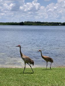 Sandhill Cranes walking along the lake