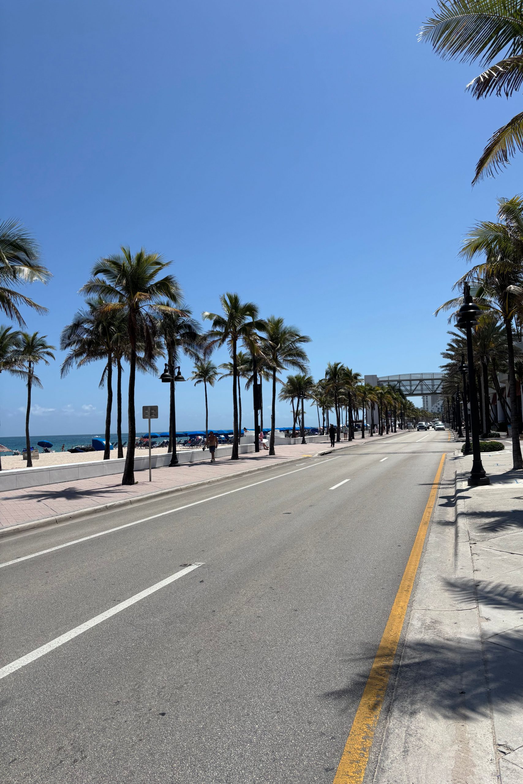 Florida street with palm trees.
