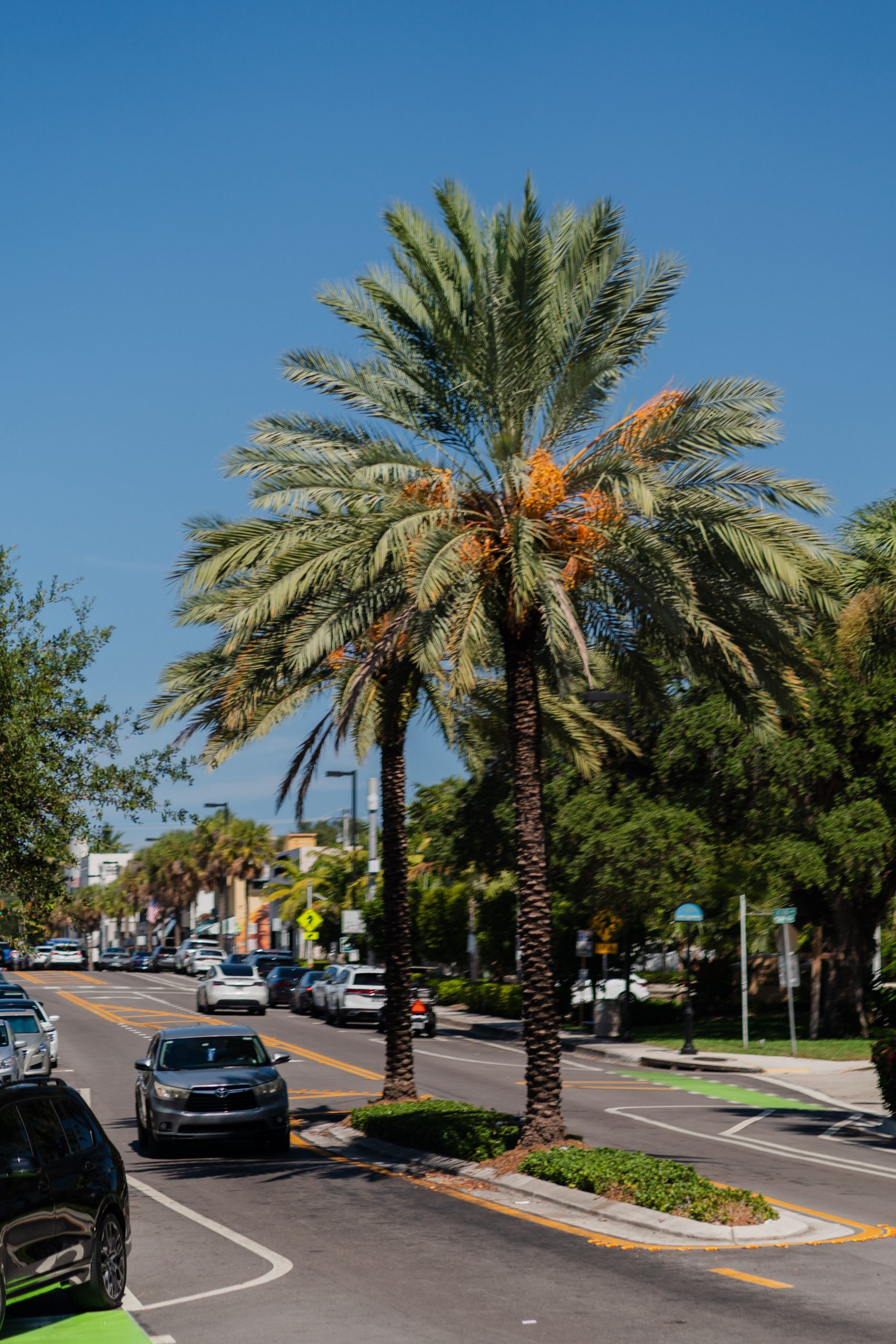 A car driving on a street lined with palm trees