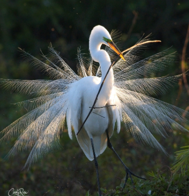 Photo of a Great Egret